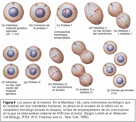 El proceso de la meiosis, síndrome de Down trisomía 21